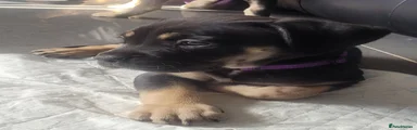 Cane Corso Puppy 4