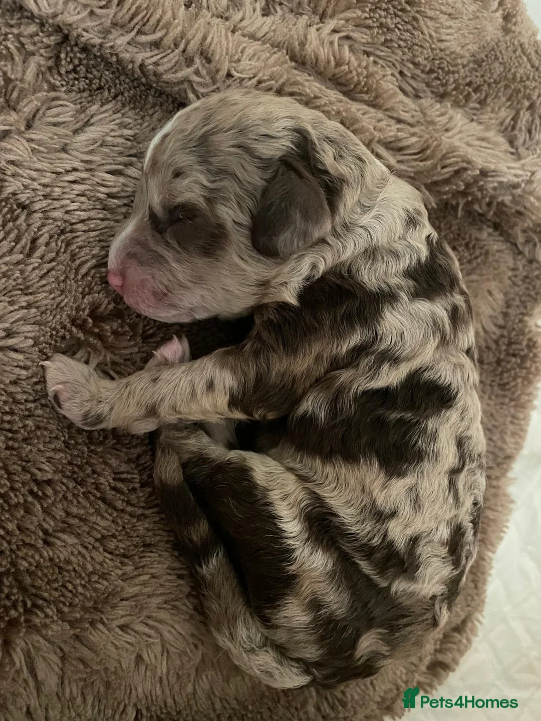 Miniature Poodle dogs for stud: Chocolate Merle Miniature Poodle for stud in Warrington - Advert 40