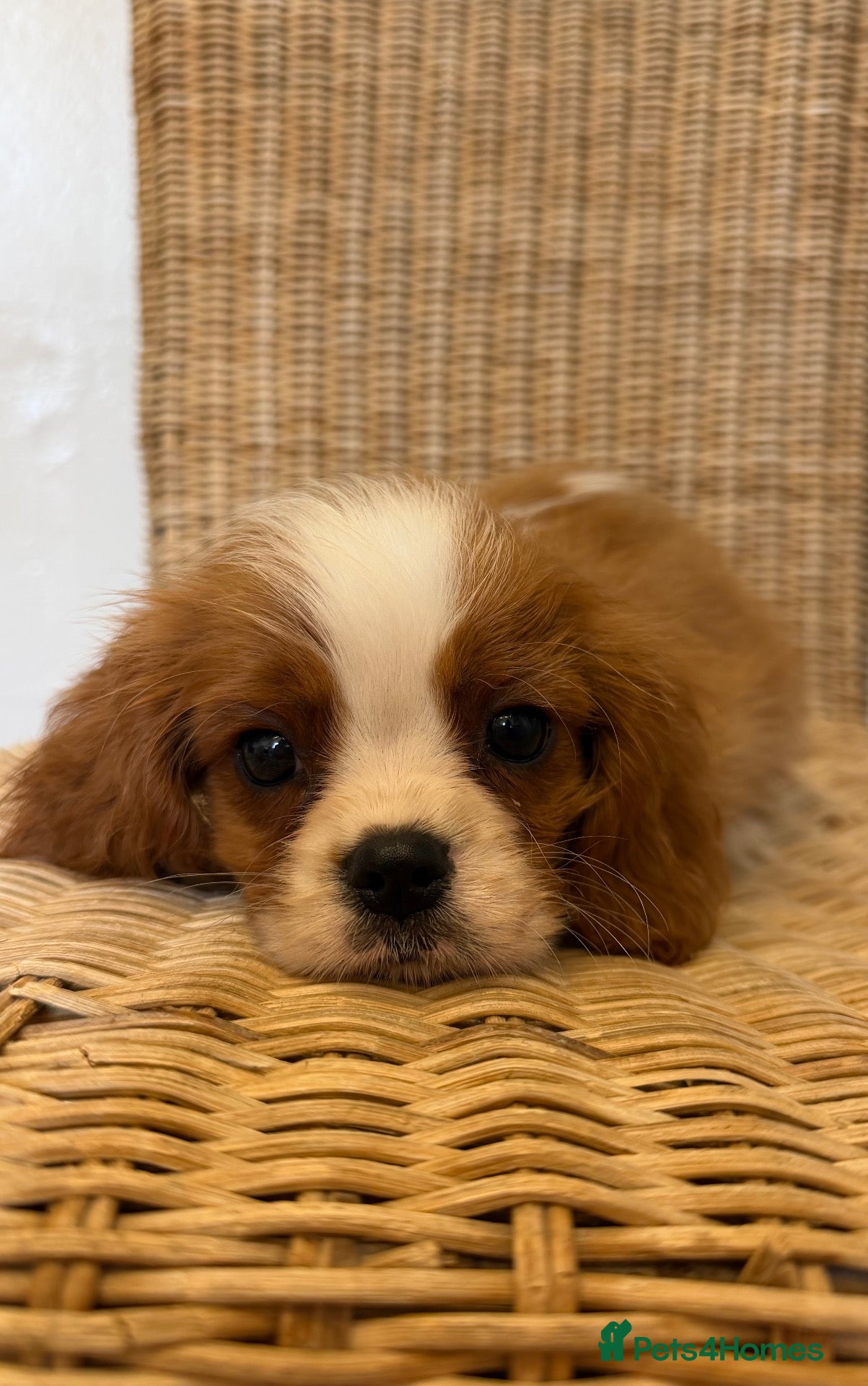 Cavalier King Charles Spaniel dogs Stunning litter cavalier King Charles  - Advert 6