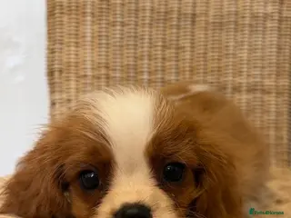 Cavalier King Charles Spaniel dogs Stunning litter cavalier King Charles - Advert 6
