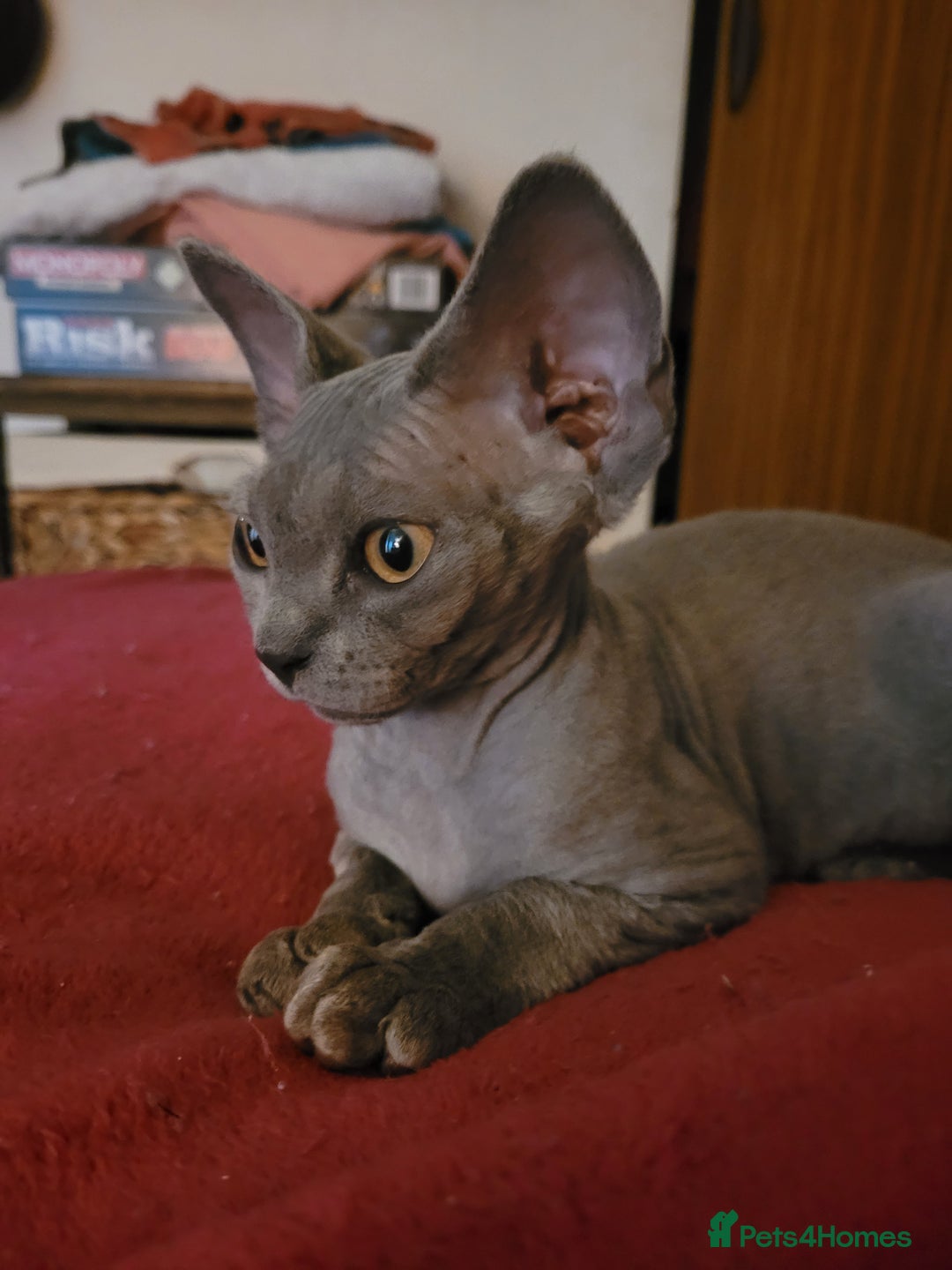 Devon Rex cats for sale: Beautiful GCCF Devon Rex kittens - Image 4