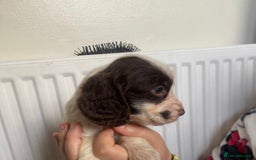 Sprocker dogs for sale: 7 Beautiful sprocker puppies  - Image 5