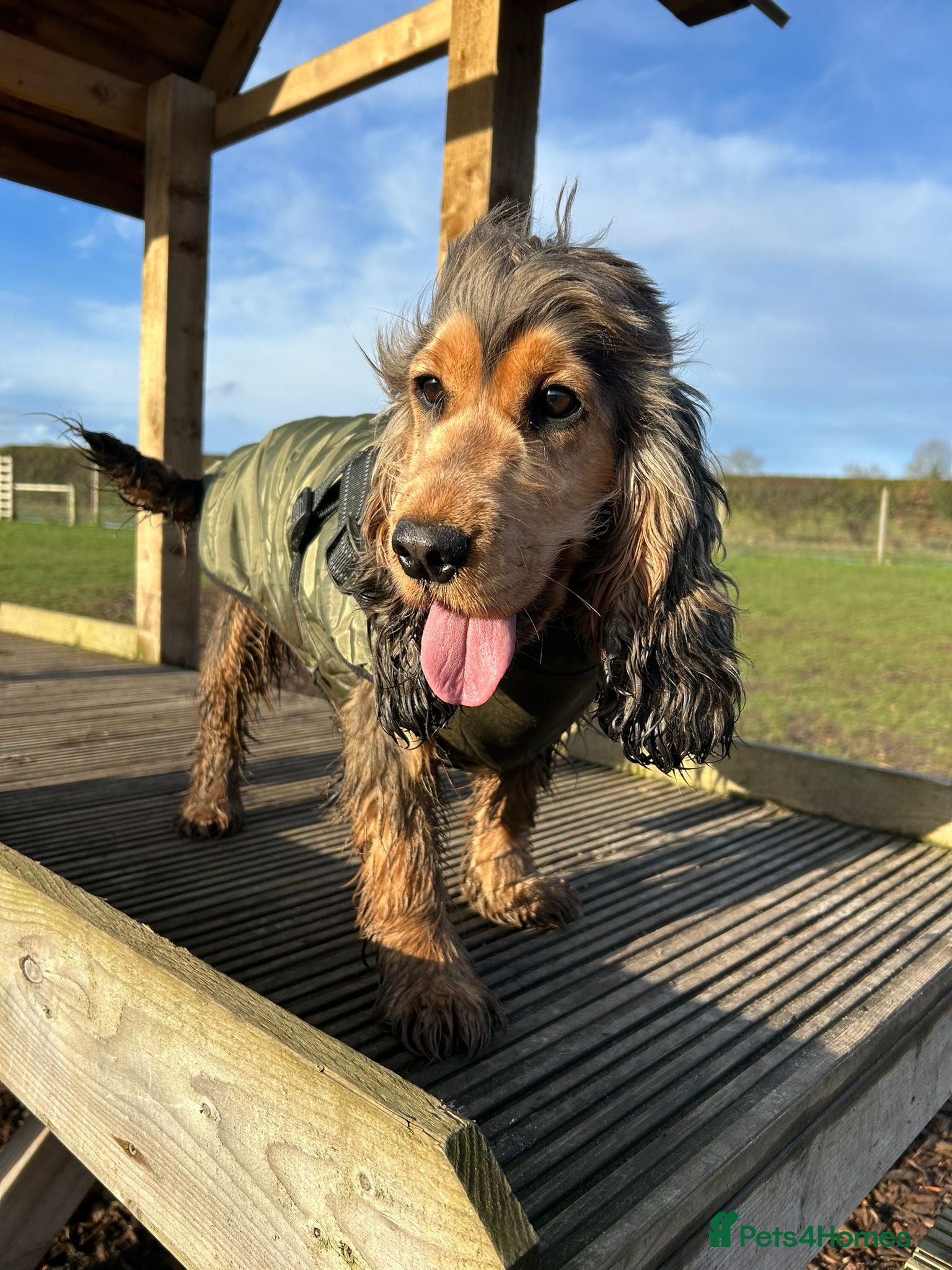 Cockapoo dogs Two beautiful F1 cockapoo sisters. - Advert 3