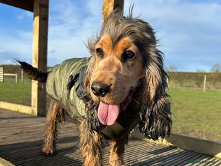 Cockapoo dogs Two beautiful F1 cockapoo sisters. - Advert 4