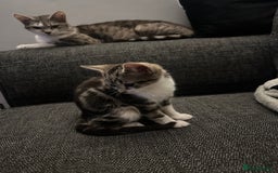 Mixed Breed cats for sale: Kittens for sale - Image 13