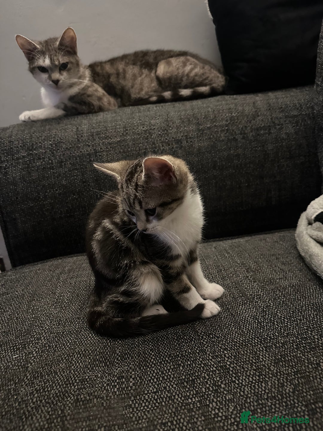 Mixed Breed cats for sale: Kittens for sale - Image 13
