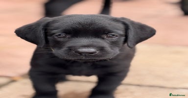Labrador Retriever dogs - Advert 1
