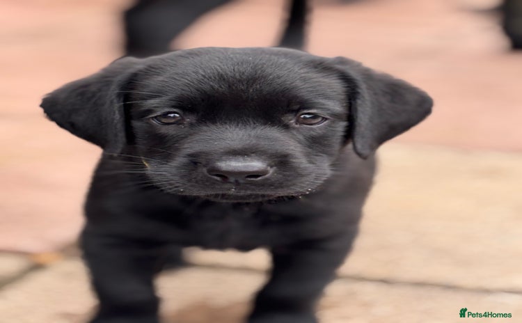 Labrador Retriever dogs - Advert 2