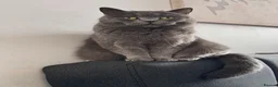 British Shorthair cats for sale: British shorthair for sale  in Birmingham - Advert 2