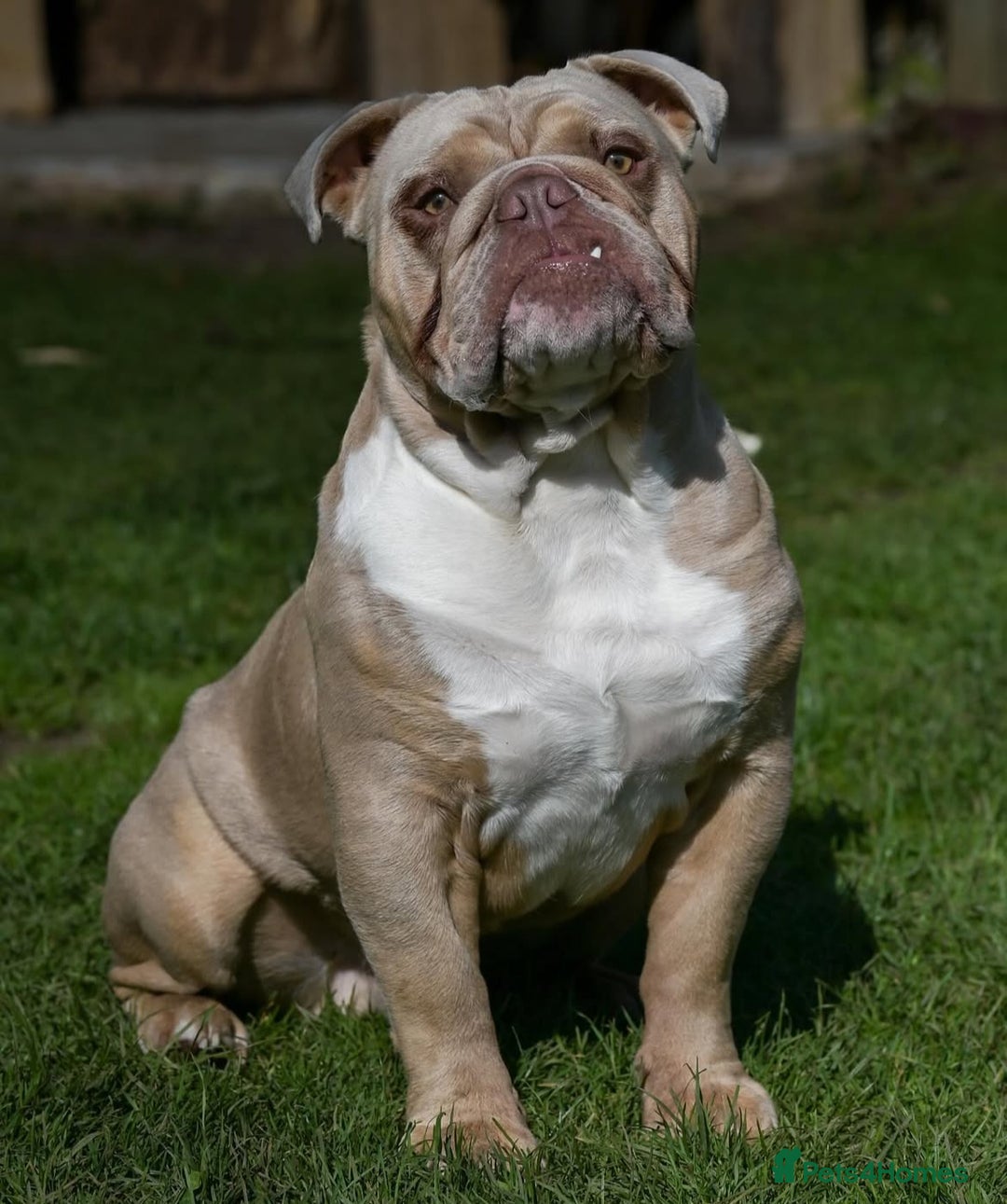 English Bulldog dogs for stud: Lilac English bulldog L1 Fluffy carrier - Image 6