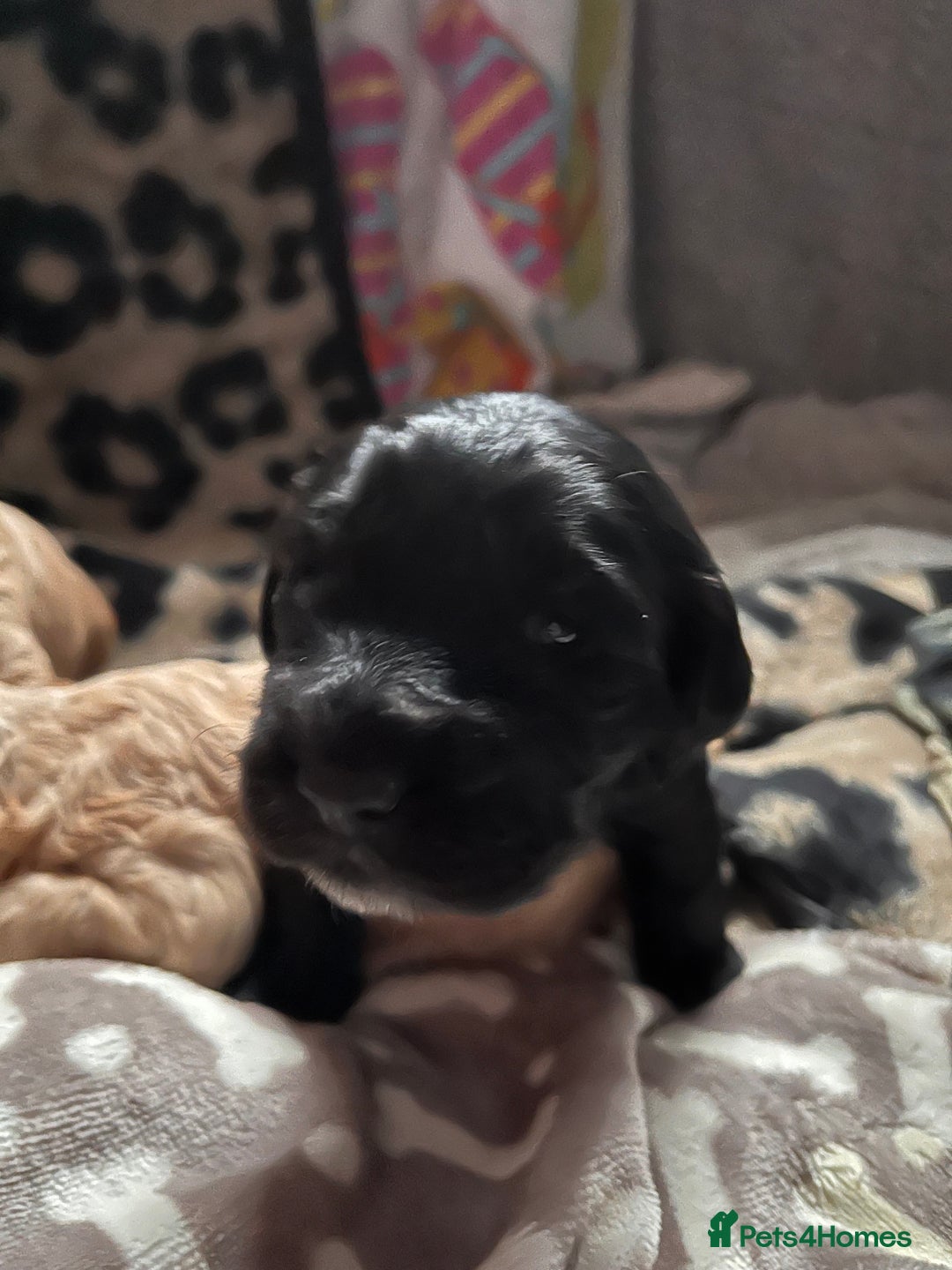 Cockapoo dogs for sale: Cocker spaniel/Cockapoo Pups - Advert 3