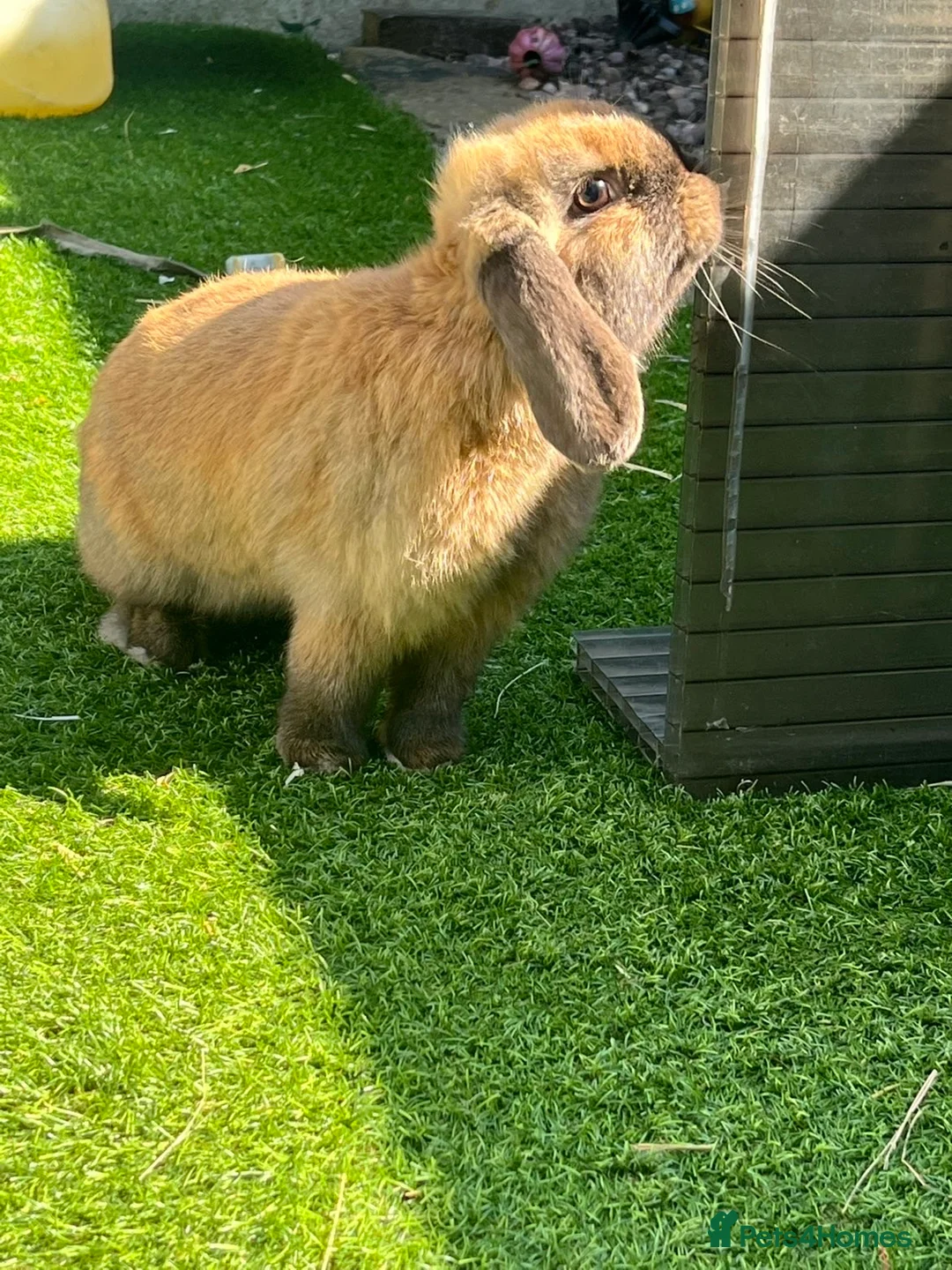 English Lop rabbits for sale: Smokey  in Oldham - Advert 1