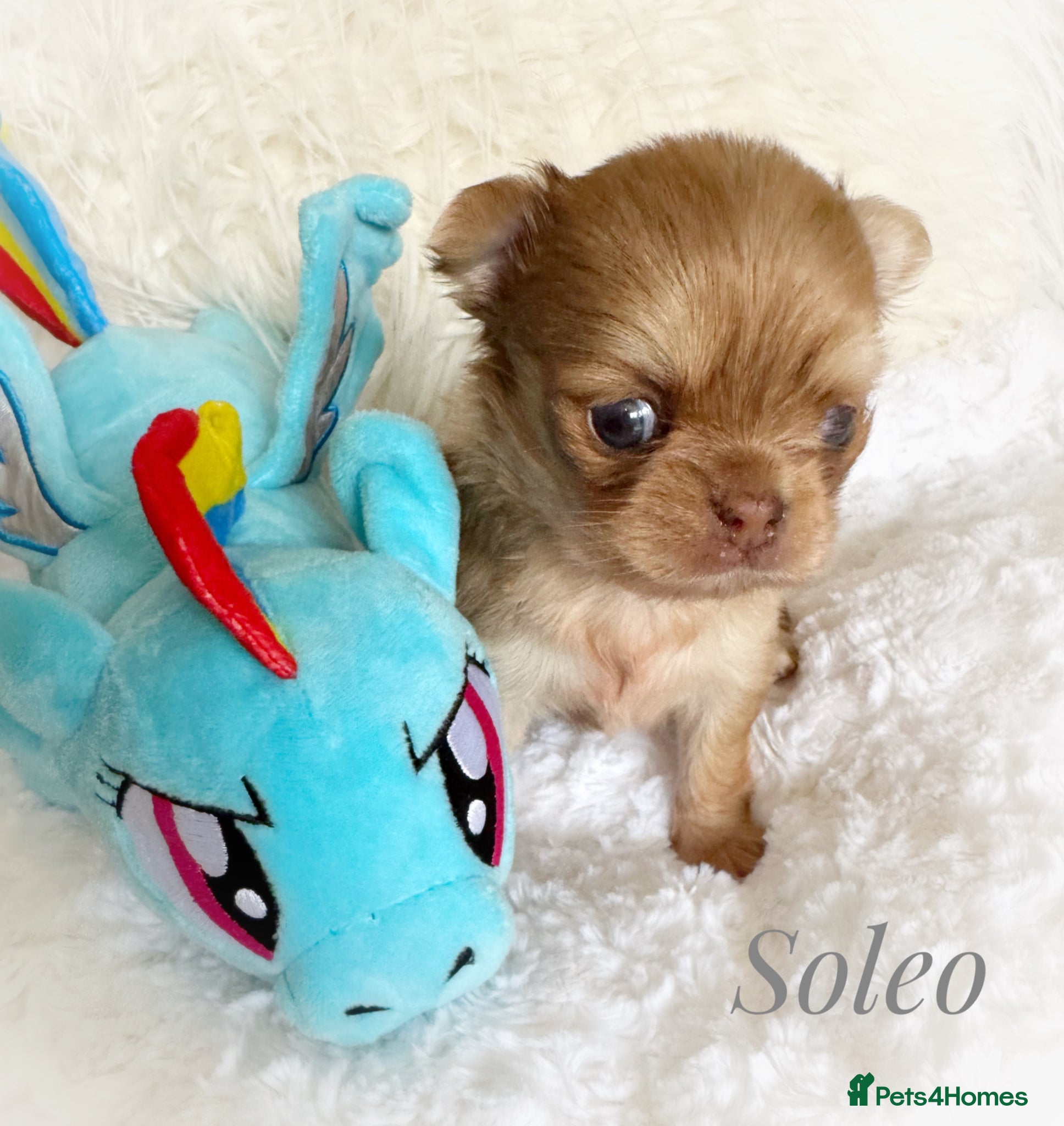 Chihuahua dogs Chihuahua puppies chocolate merle  - Advert 1