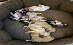 Jack Russell dogs for sale: Mini Jack Russell Terrier puppies  - Advert 9