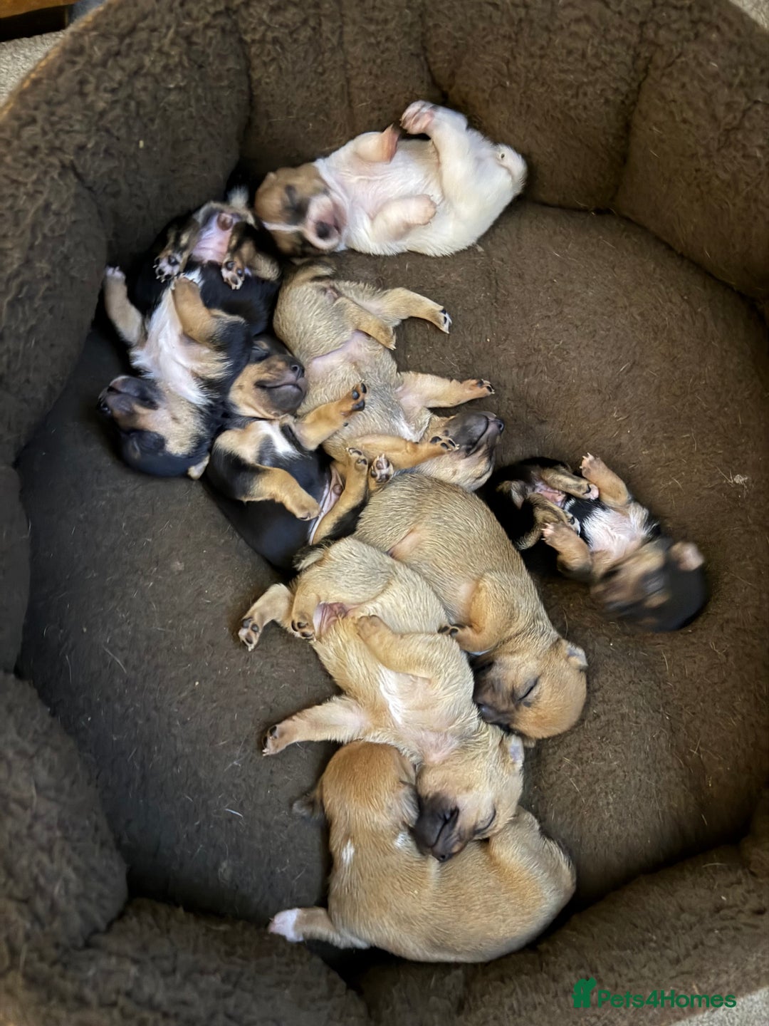 Jack Russell dogs for sale: Mini Jack Russell Terrier puppies  - Advert 9