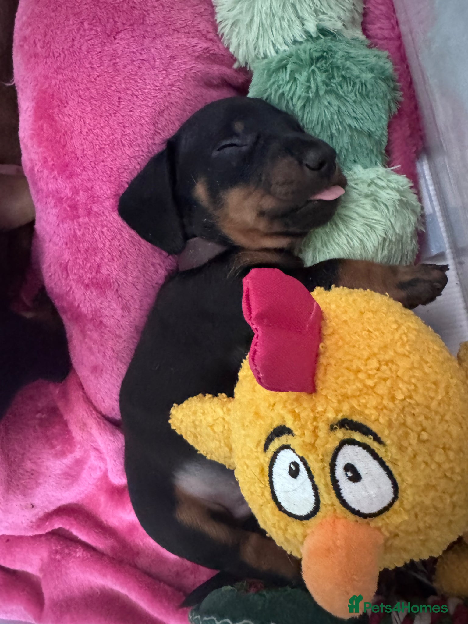 Dachshund dogs 9 adorable standard dachshund puppies available  - Advert 1