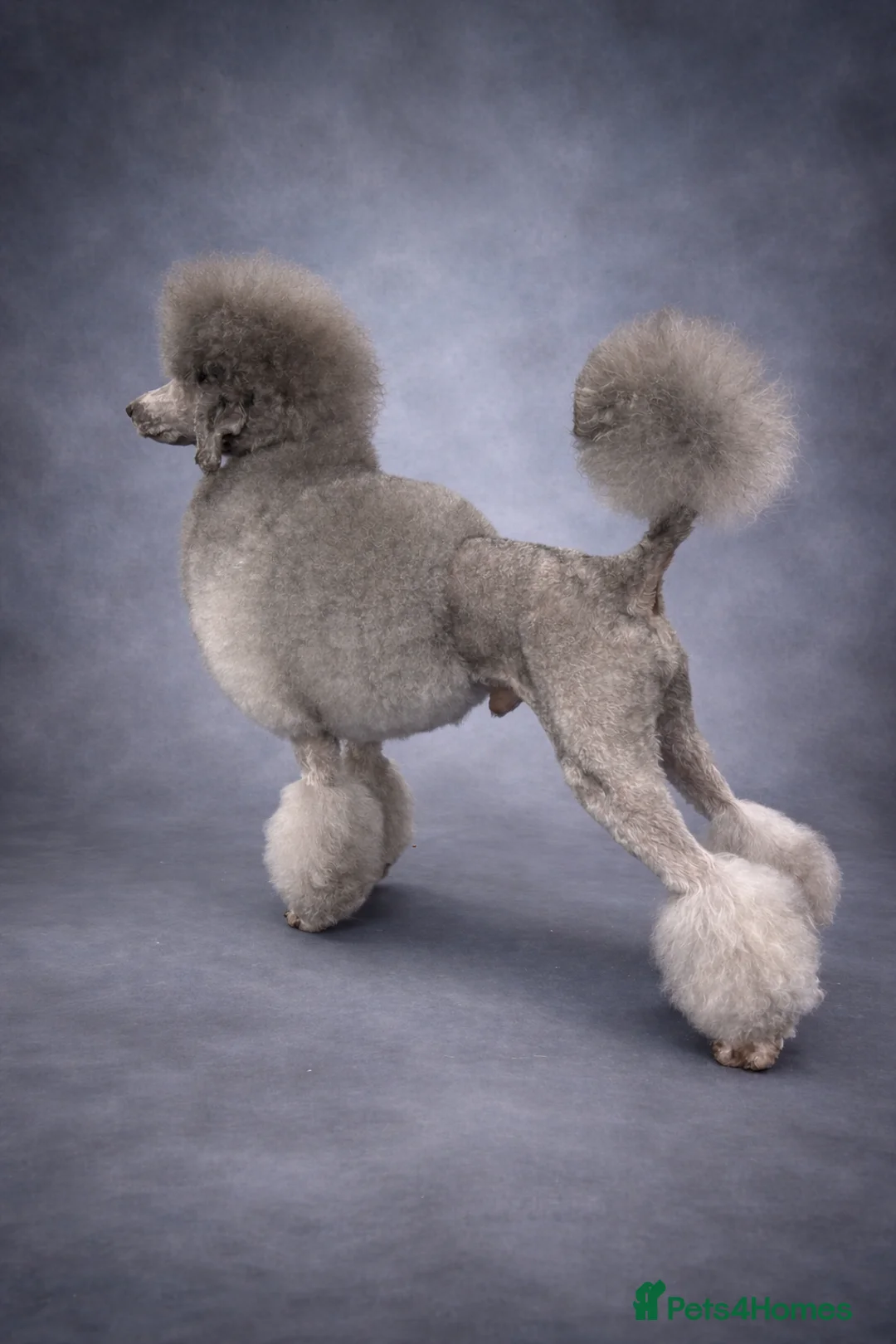Miniature Poodle dogs for stud: 🧬KC miniature silver poodle STUD ONLY 🧬 - Advert 2