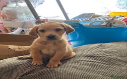 Labrador Retriever dogs for sale: Kc Labrador puppy ALLinjectionsfleawormchipinsured - Image 4