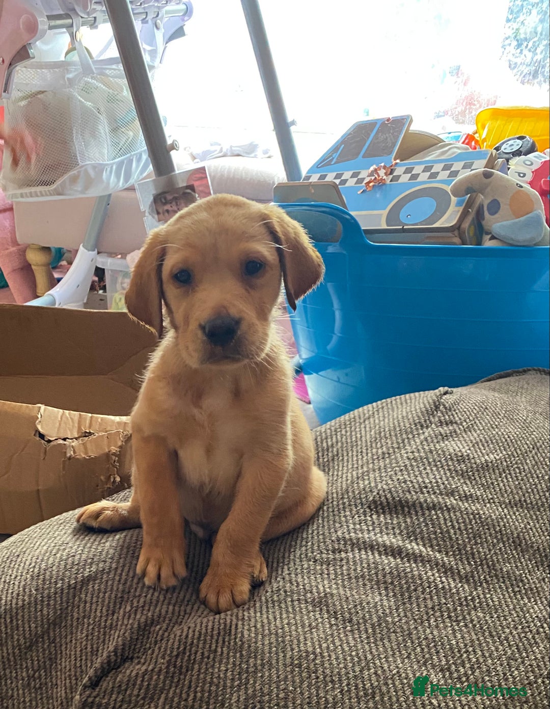 Labrador Retriever dogs for sale: Kc Labrador puppy ALLinjectionsfleawormchipinsured - Image 4