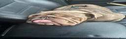 English Bulldog dogs for sale: English bulldog for rehome  - Advert 3