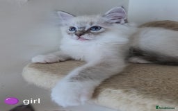 Ragdoll cats for sale: Adorable Ragdoll kittens - Image 3