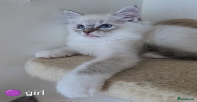 Ragdoll cats - Advert 4