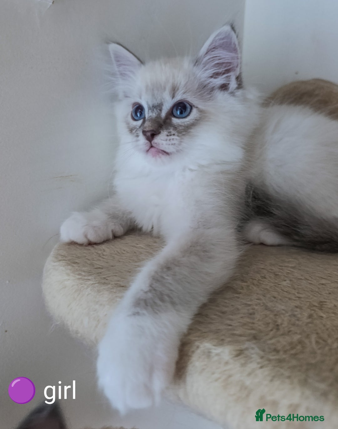 Ragdoll cats for sale: Adorable Ragdoll kittens - Image 3