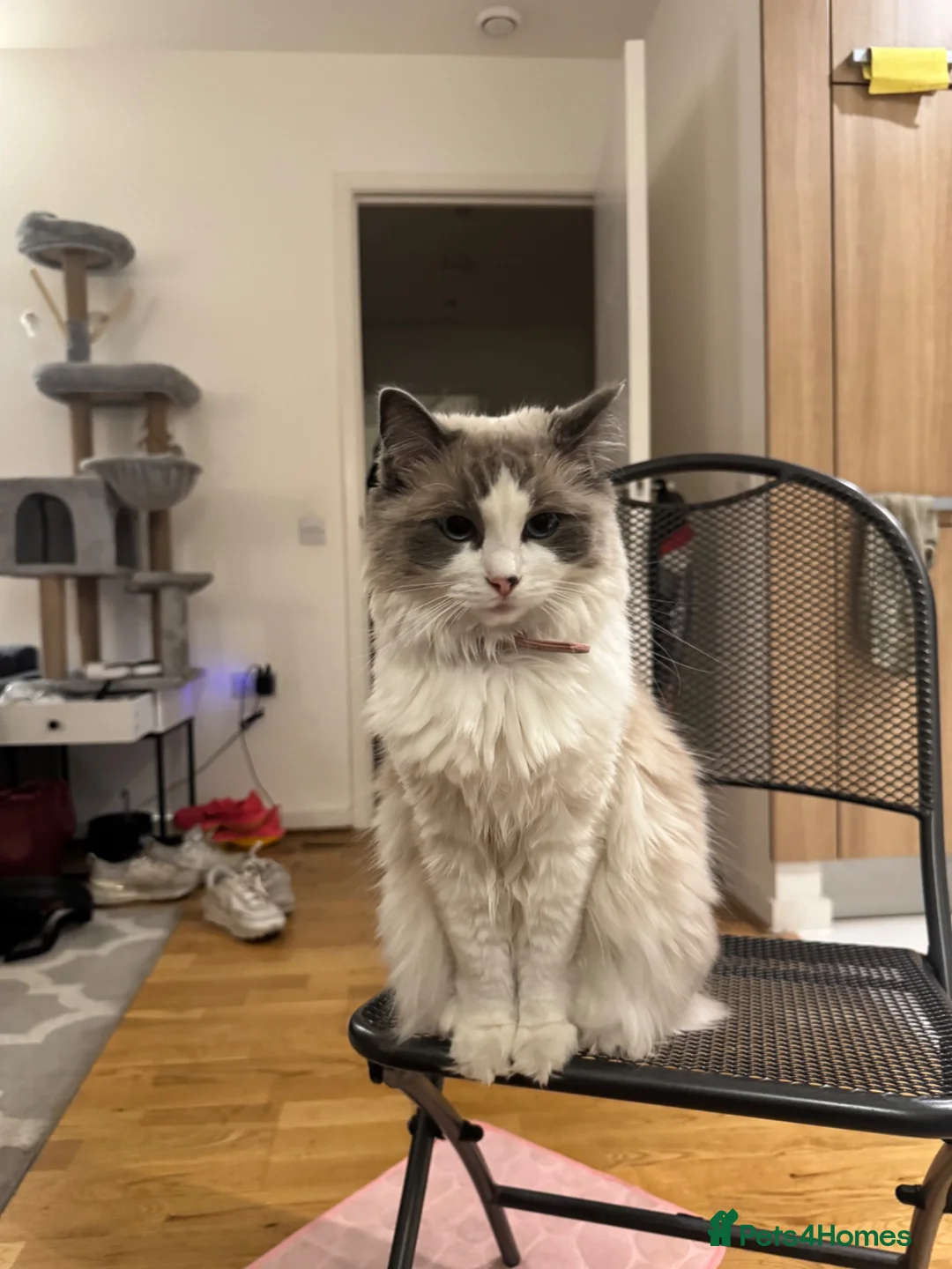 Ragdoll cats for sale: Kiki the ragdoll - Advert 4