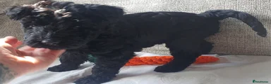 Kerry Blue Terrier Puppy 6