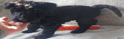Kerry Blue Terrier dogs for sale: Kerry blue terrier puppies - Advert 24