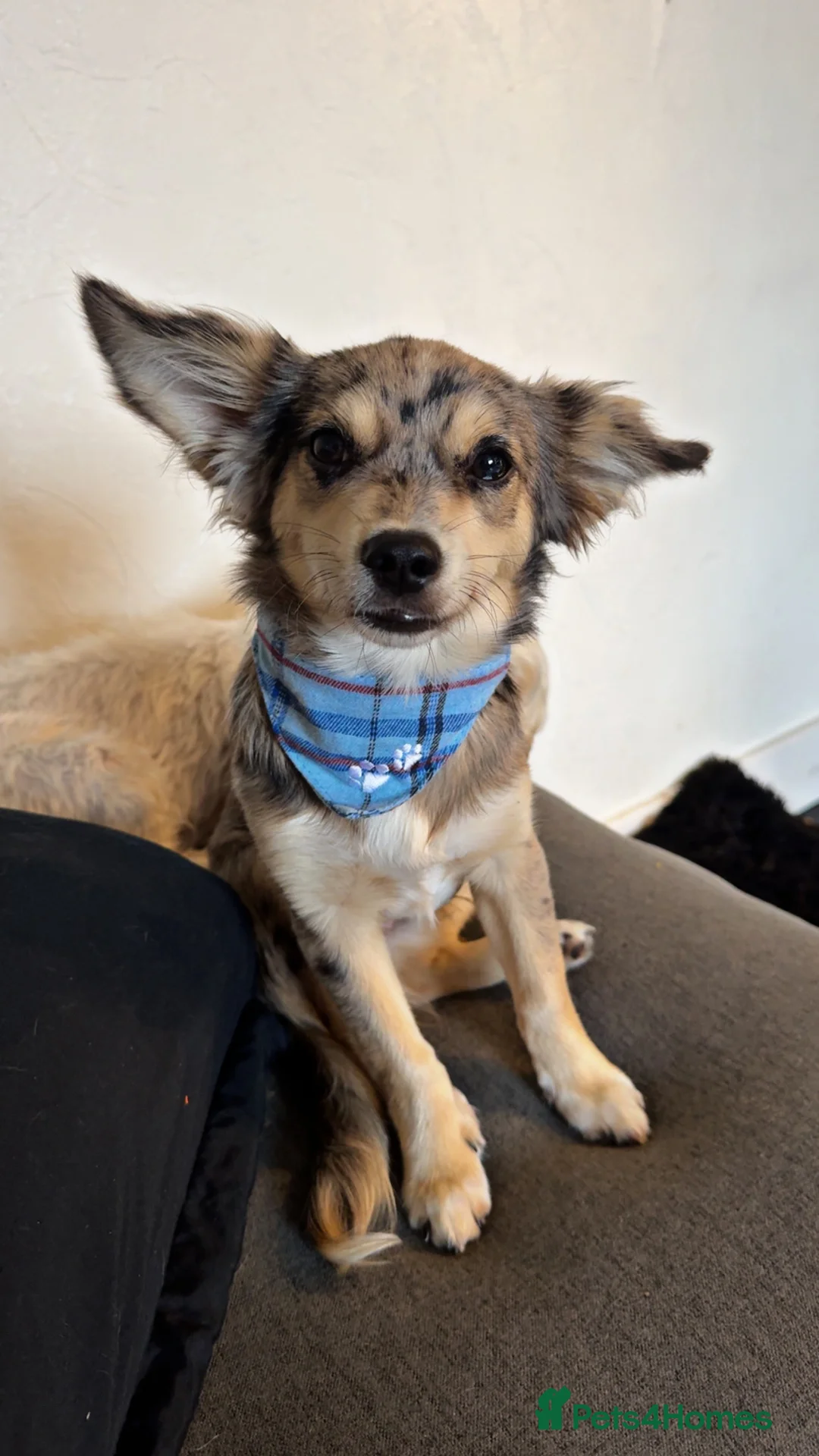 Jack Chi dogs for sale: 12 month old Merl JackChi  **  - Advert 1