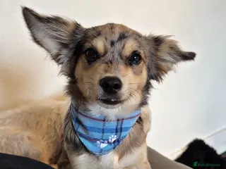 Jack Chi dogs 12 month old Merl JackChi free to a GOOD HOME - Advert 1