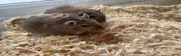 Gerbil rodents for sale: 3 male gerbils  - Advert 2