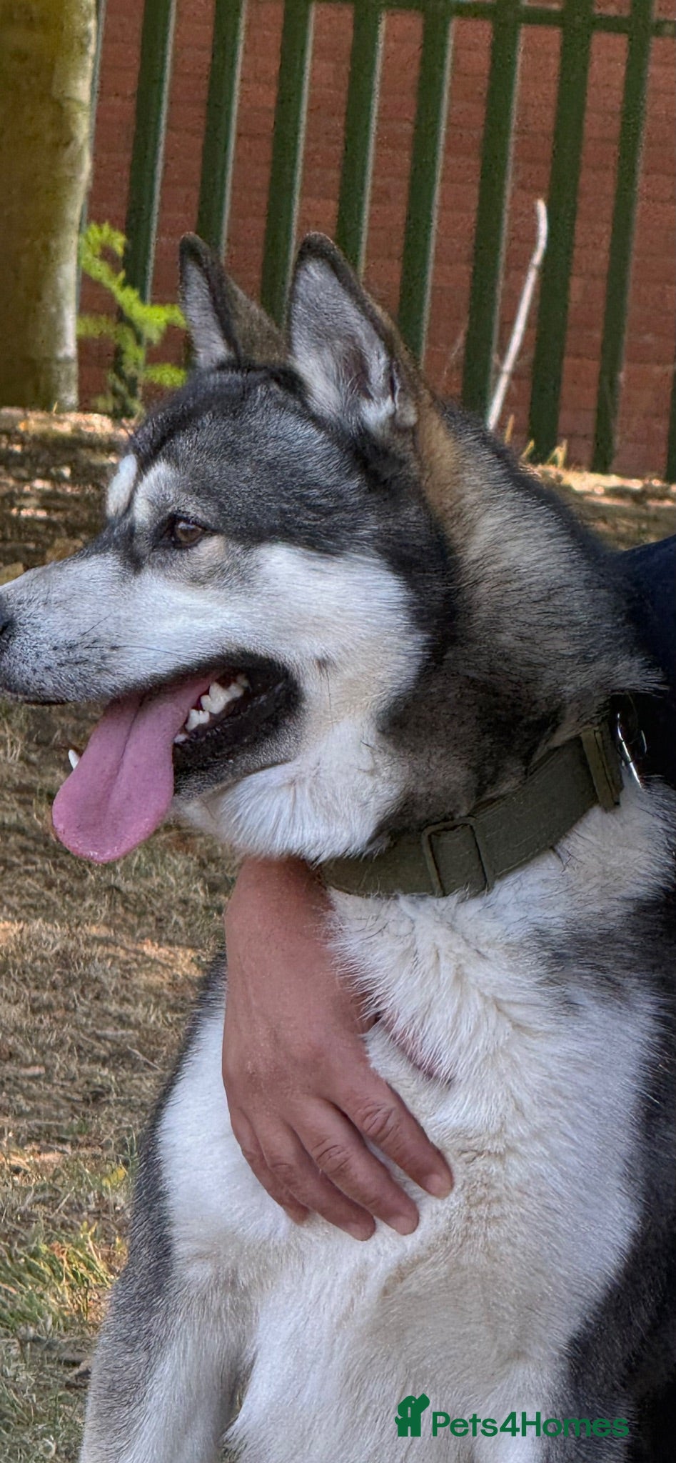 Siberian Husky dogs Hi my name is max - Advert 3