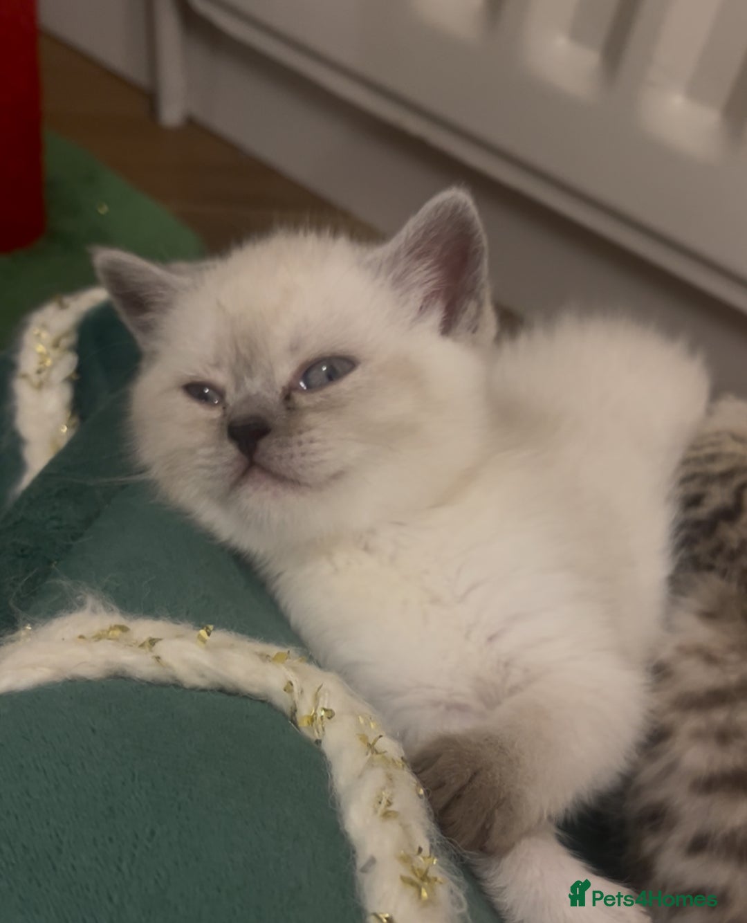 British Shorthair cats for sale: Beautiful BSH kittens, 1 girl, 1 boy available  - Advert 13