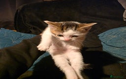 British Longhair cats for sale: 3 beautiful playful kittens  - Advert 3