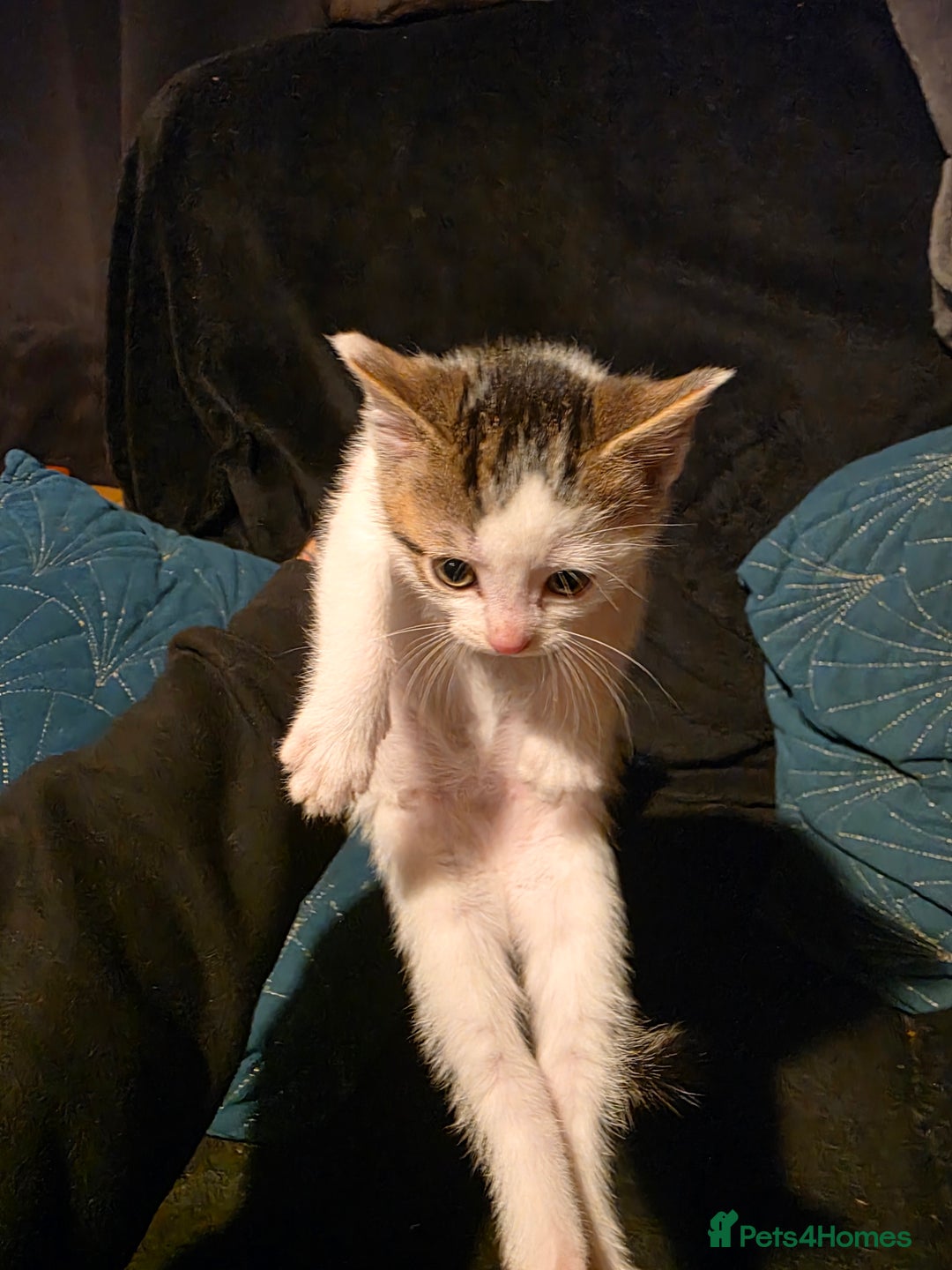 British Longhair cats for sale: 3 beautiful playful kittens  - Advert 3