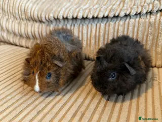 Guinea Pig rodents Two boar guinea pigs - Advert 17