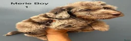 Cockapoo dogs for sale:      F1 Cockapoo Puppies  | Health Tested  - Advert 40