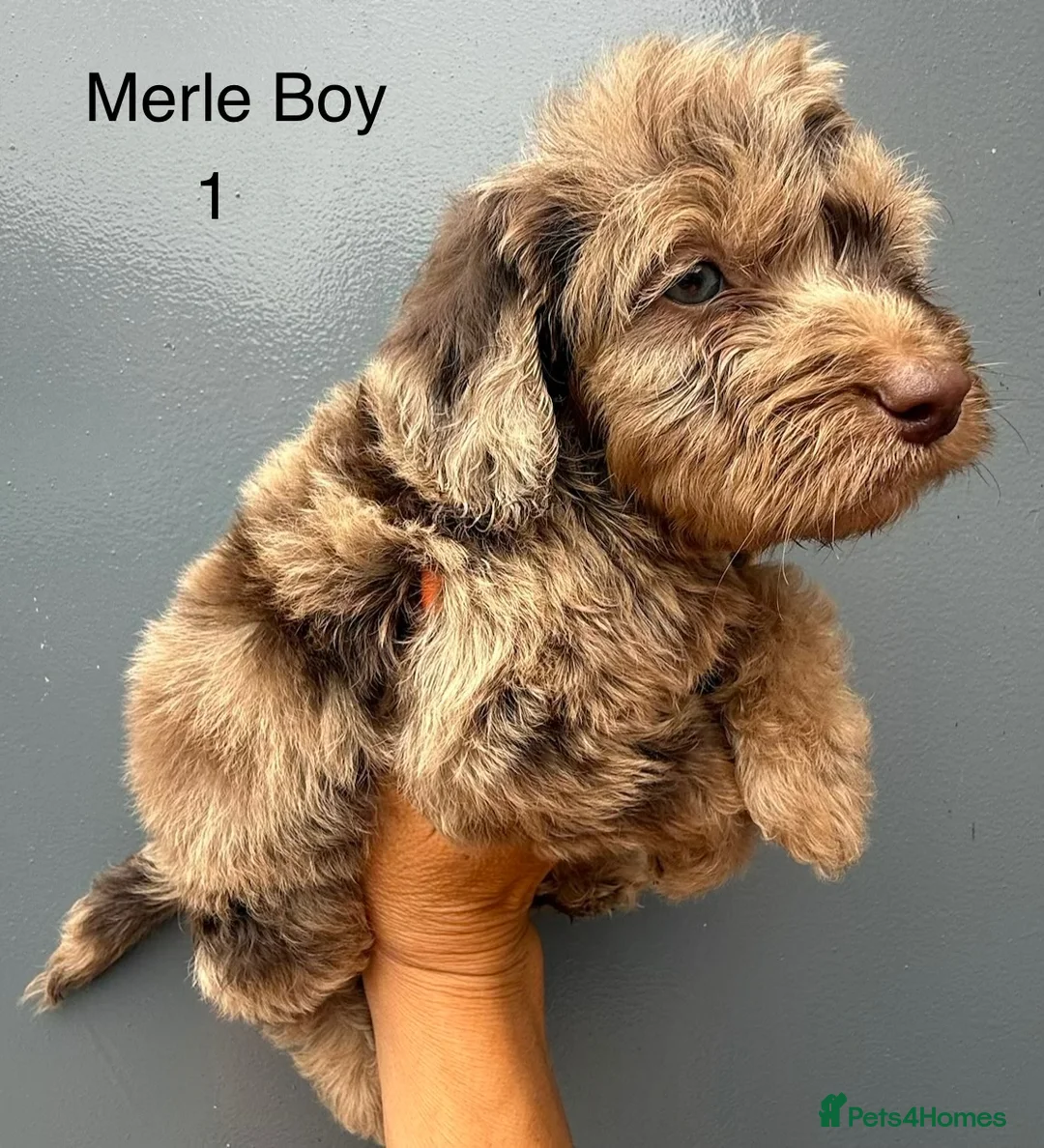 Cockapoo dogs for sale:      F1 Cockapoo Puppies  | Health Tested  - Advert 40