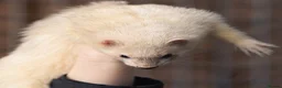 Ferret rodents for sale: Group of angora & standard ferrets - Advert 4