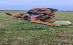 Mixed Breed dogs for sale: 4 year old rottweiler x - Image 2