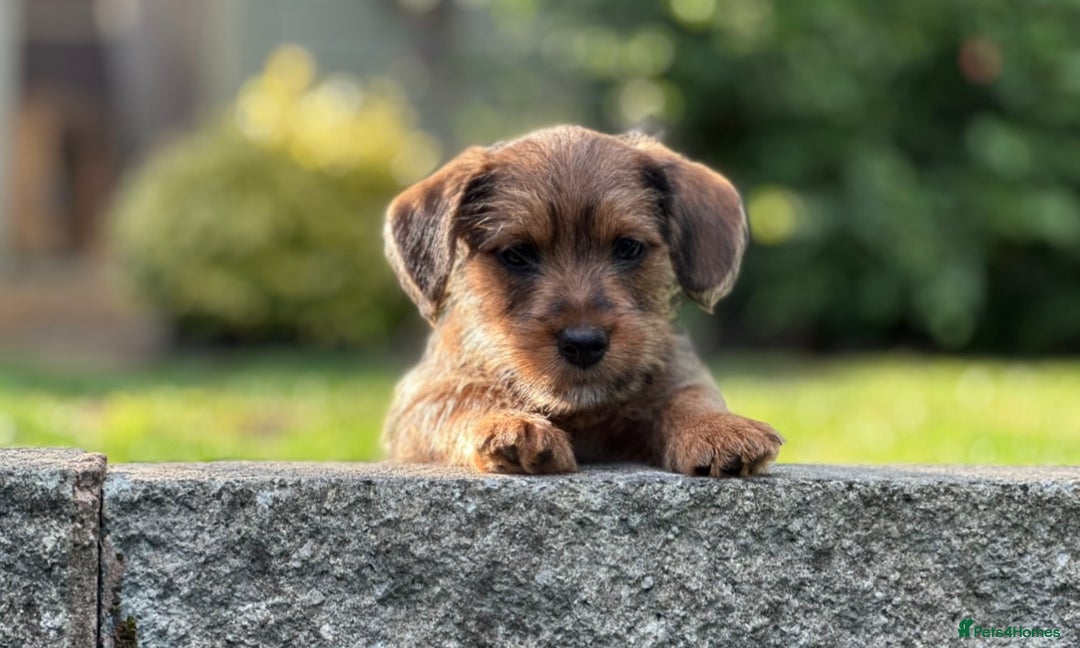Mixed Breed dogs for sale: Gorgeous Jack Russell x Norfolk terrier pups  - Image 2