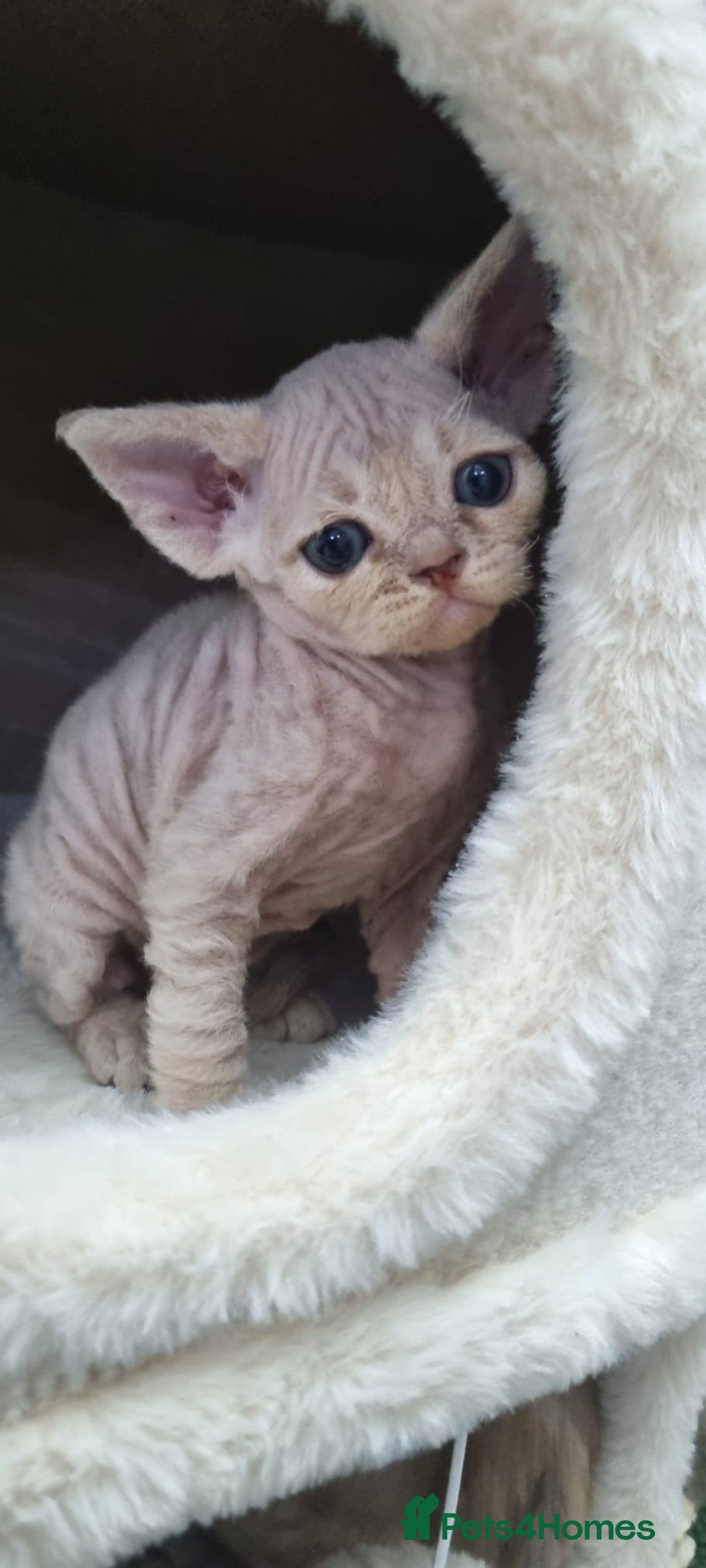 Devon Rex cats for sale: ❤️ Gorgeous Devon Rex Girls ❤️ - Advert 9