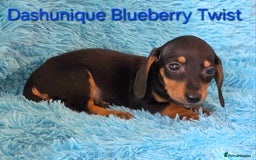 Miniature Dachshund dogs for sale: Rainbow Litter KC REG mini Daxi  - Image 7