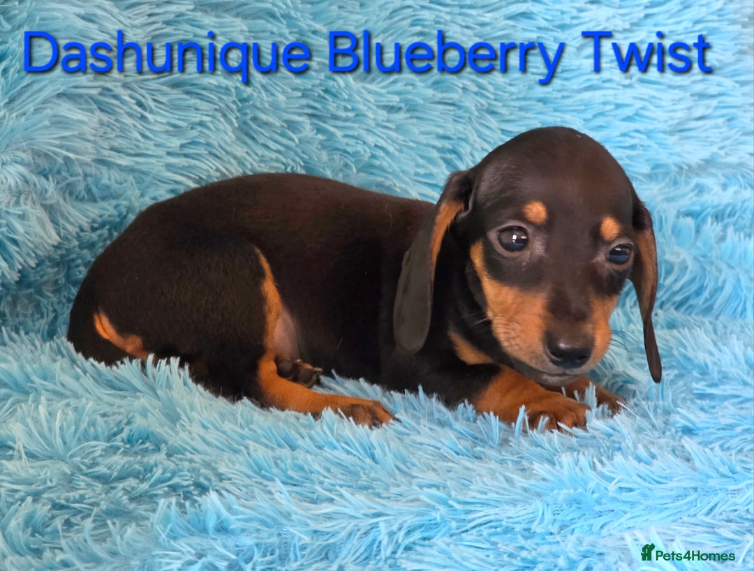 Miniature Dachshund dogs for sale: Rainbow Litter KC REG mini Daxi  - Image 7