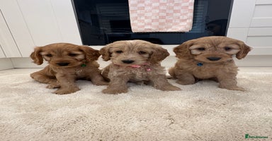 Cockapoo dogs - Advert 9