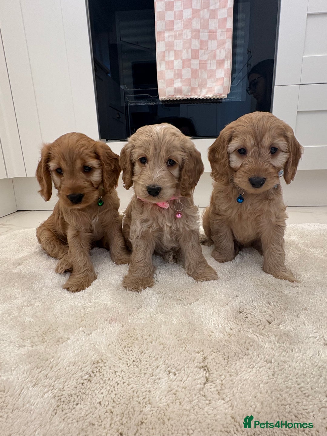 Cockapoo dogs for sale: Gorgeous F1A cockerpoos - Image 2