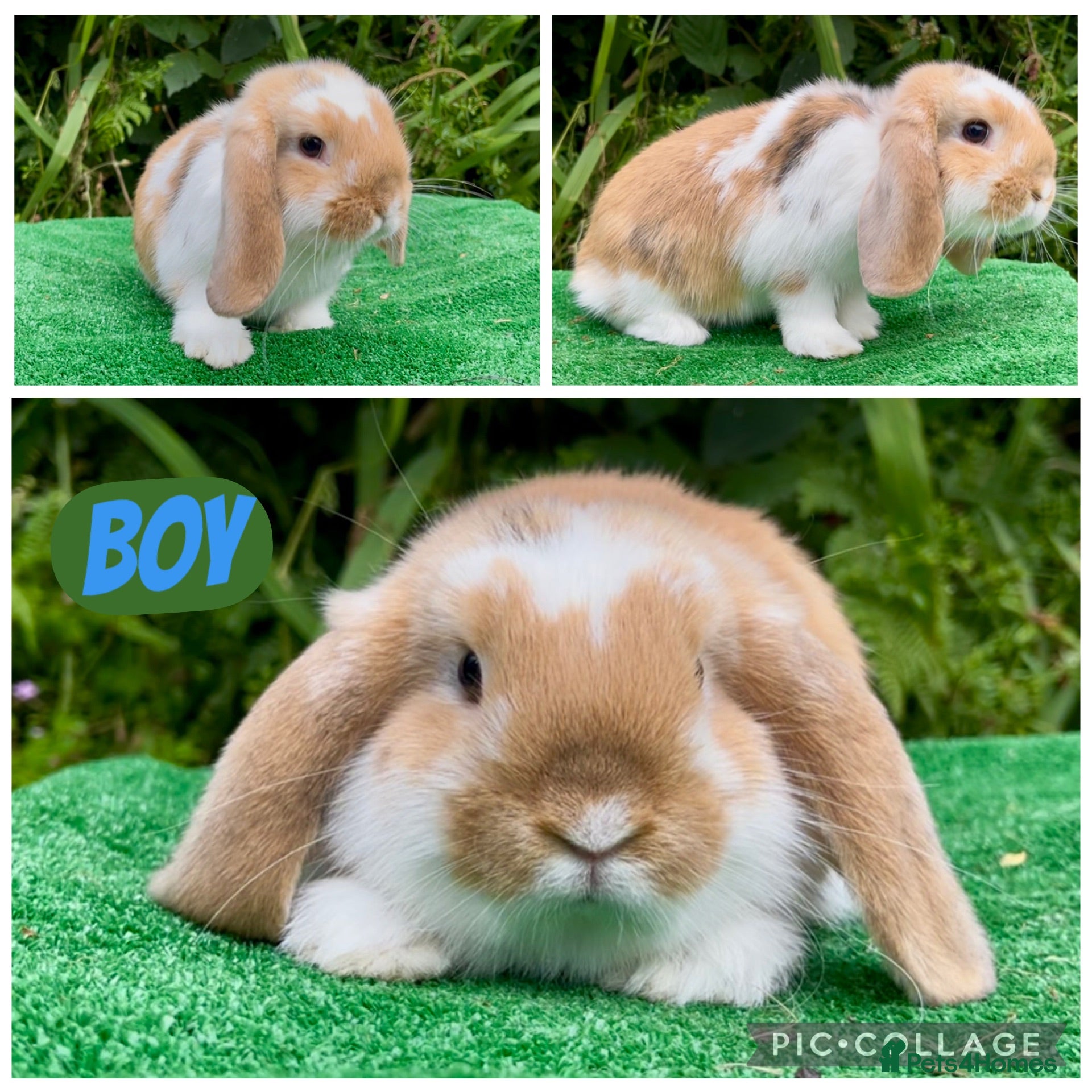 Mini Lop rabbits Baby mini lops ready now  - Advert 2