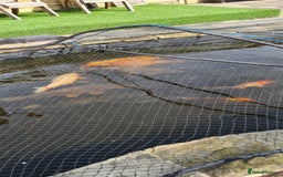 Koi Carp fish for sale: 8 x Koi Crap for Sale  - Image 2